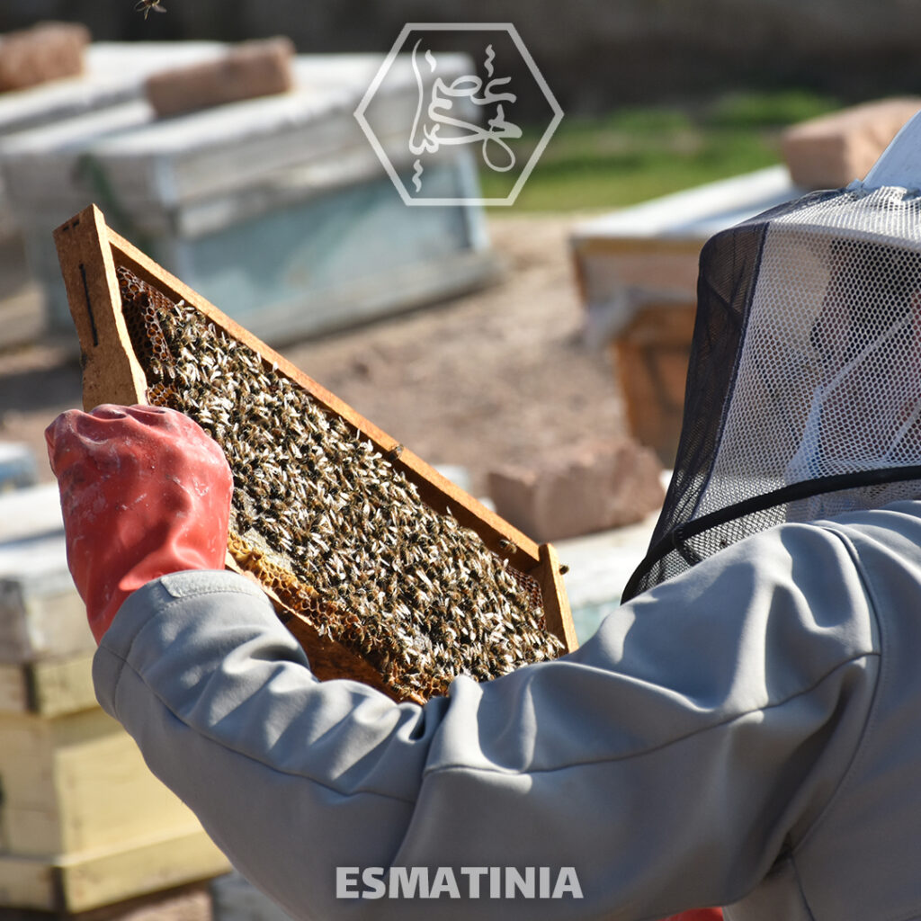 بچه گیری زنبورعسل