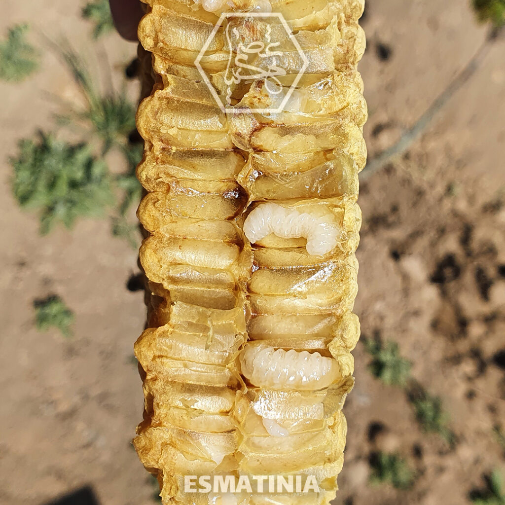 مبارزه ارگانیک با کنه واروا